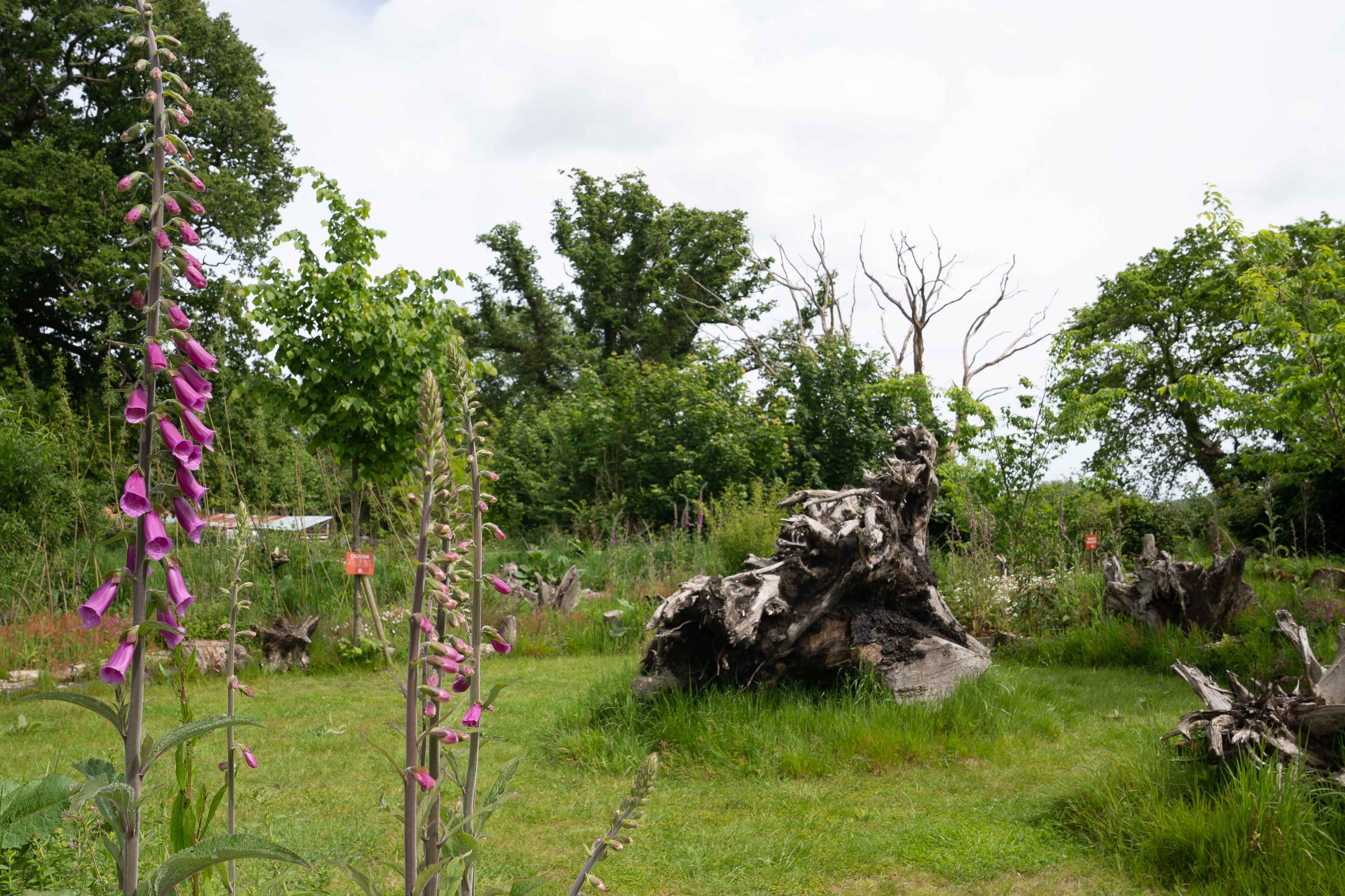 Stumpery at Carey’s Secret Garden, featuring a collection of large tree stumps and logs arranged creatively, creating a magical, natural habitat for plants and wildlife.