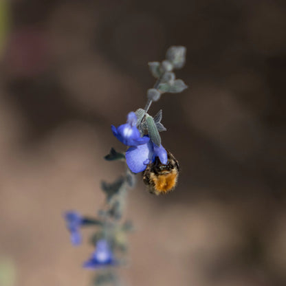 Bee on a salvia at Careys. Enjoy hands-on beekeeping experiences where participants learn about hive management and the vital role of bees in nature.