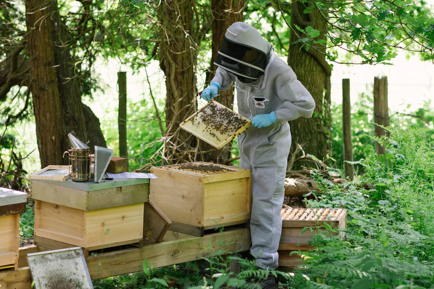 Beekeeper inspecting the hives at Carey’s, offering a hands-on beekeeping experience where participants learn about hive management and the vital role of bees in nature