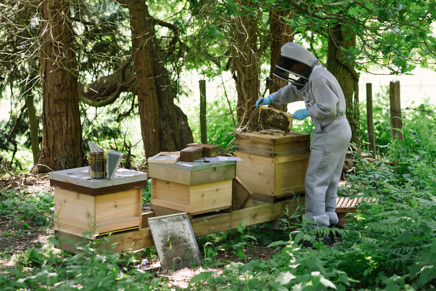 Beekeeper inspecting the hives at Carey’s, offering a hands-on beekeeping experience where participants learn about hive management and the vital role of bees in nature