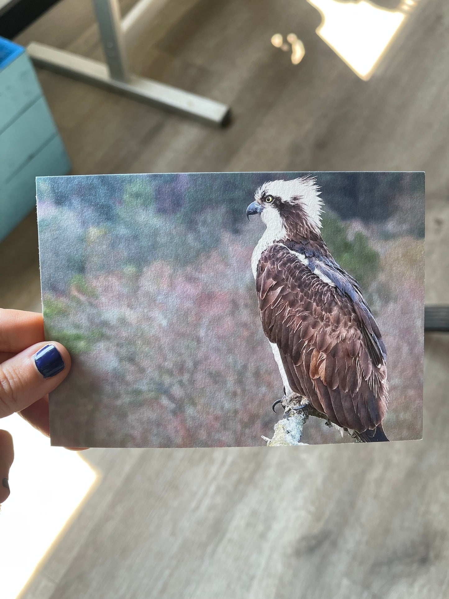 Selection of Carey Ospreys postcards featuring beautiful images of the nesting ospreys at Careys.